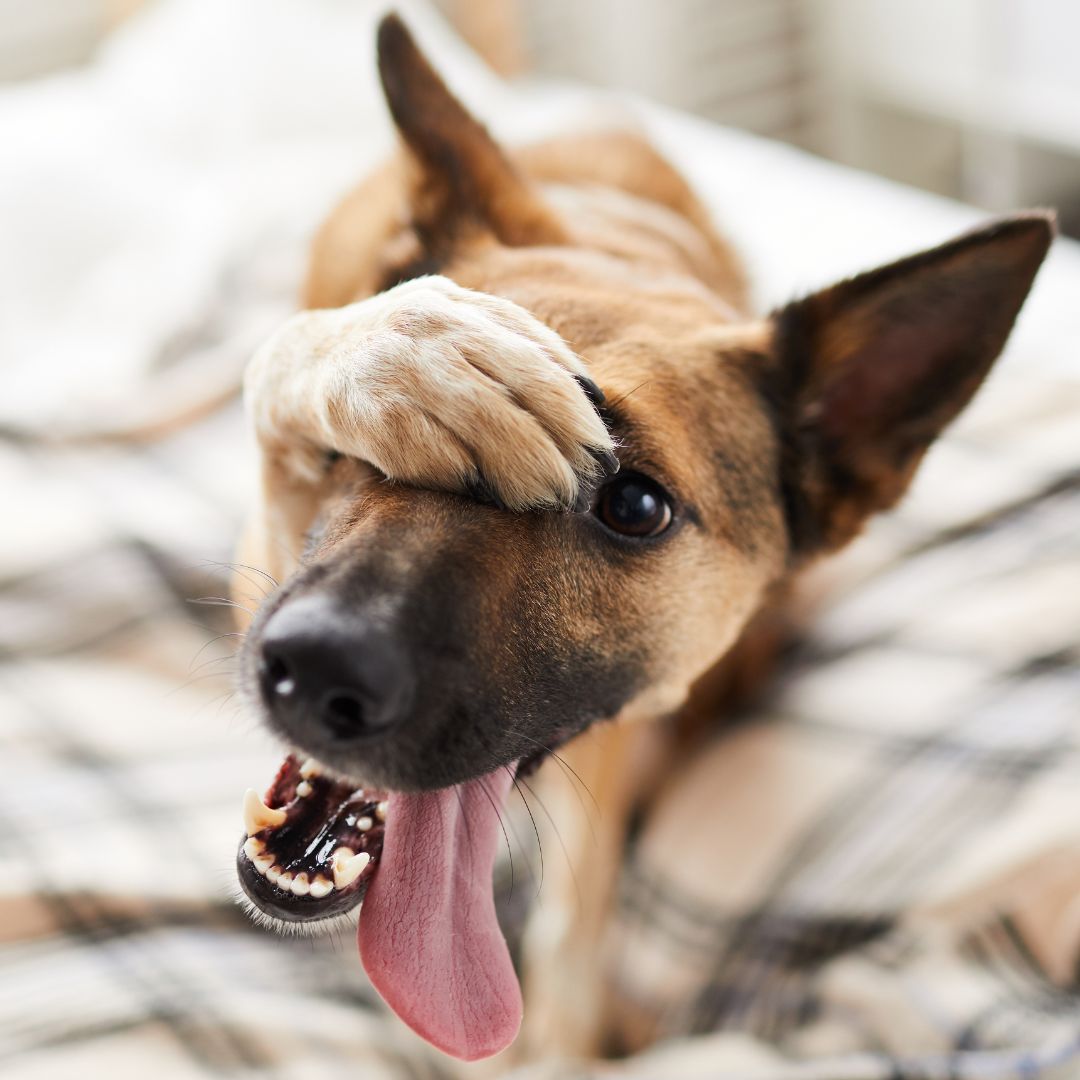 dog putting paw over his face