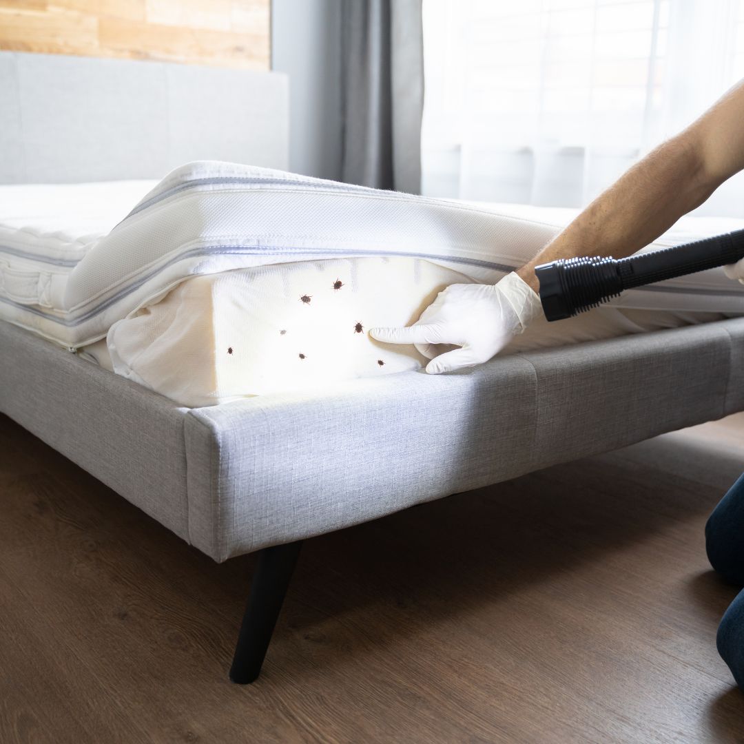 bed bugs in bed