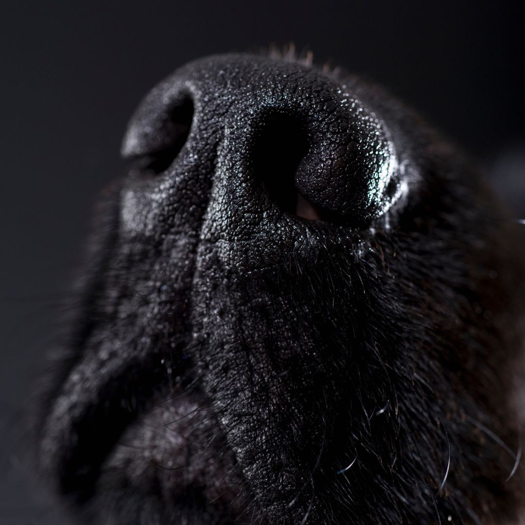dog nose