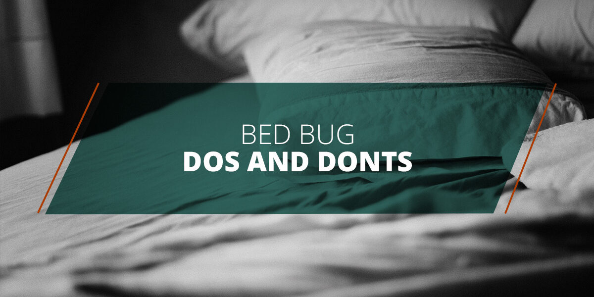 Bed-Bug-Dos-and-Donts-5b32b0ede69f2