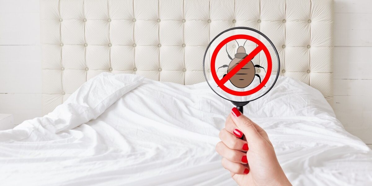 BedBugTreatmentOptions-5d4d945bda888