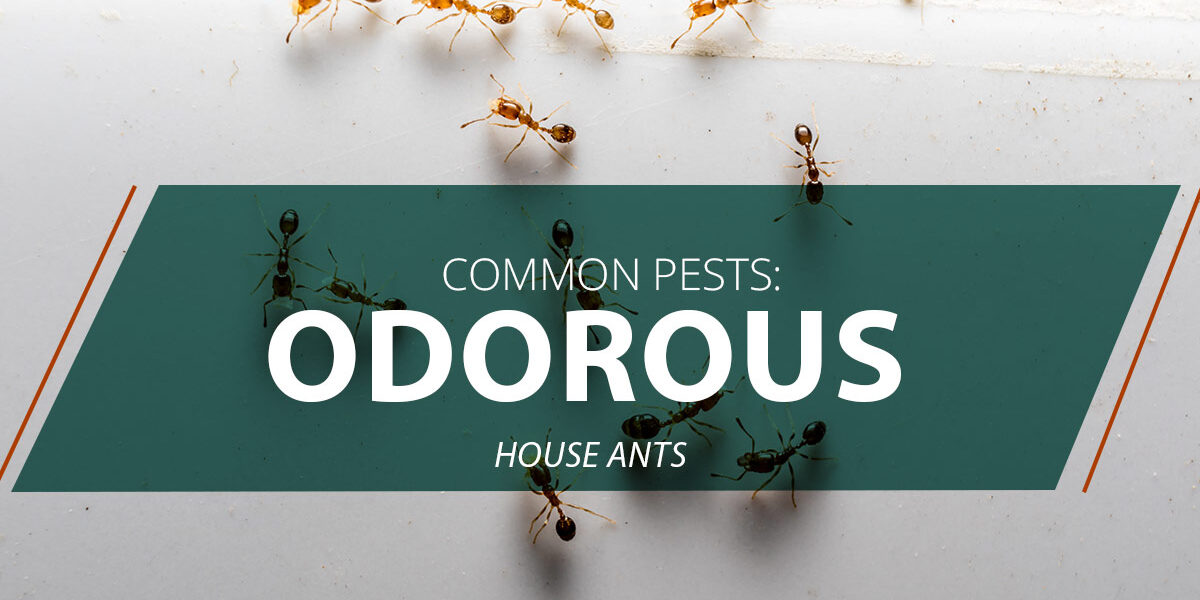 COMMON-PESTS-ODOROUS-HOUSE-ANTS-5c9a56ec0f947