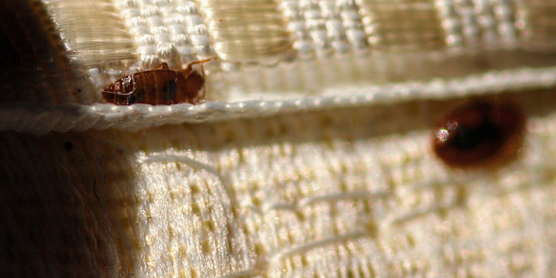 M2016-Blitz-What-You-Should-Know-About-Our-Residential-Bed-Bug-Treatments-featured-image-63dc3c37af42e