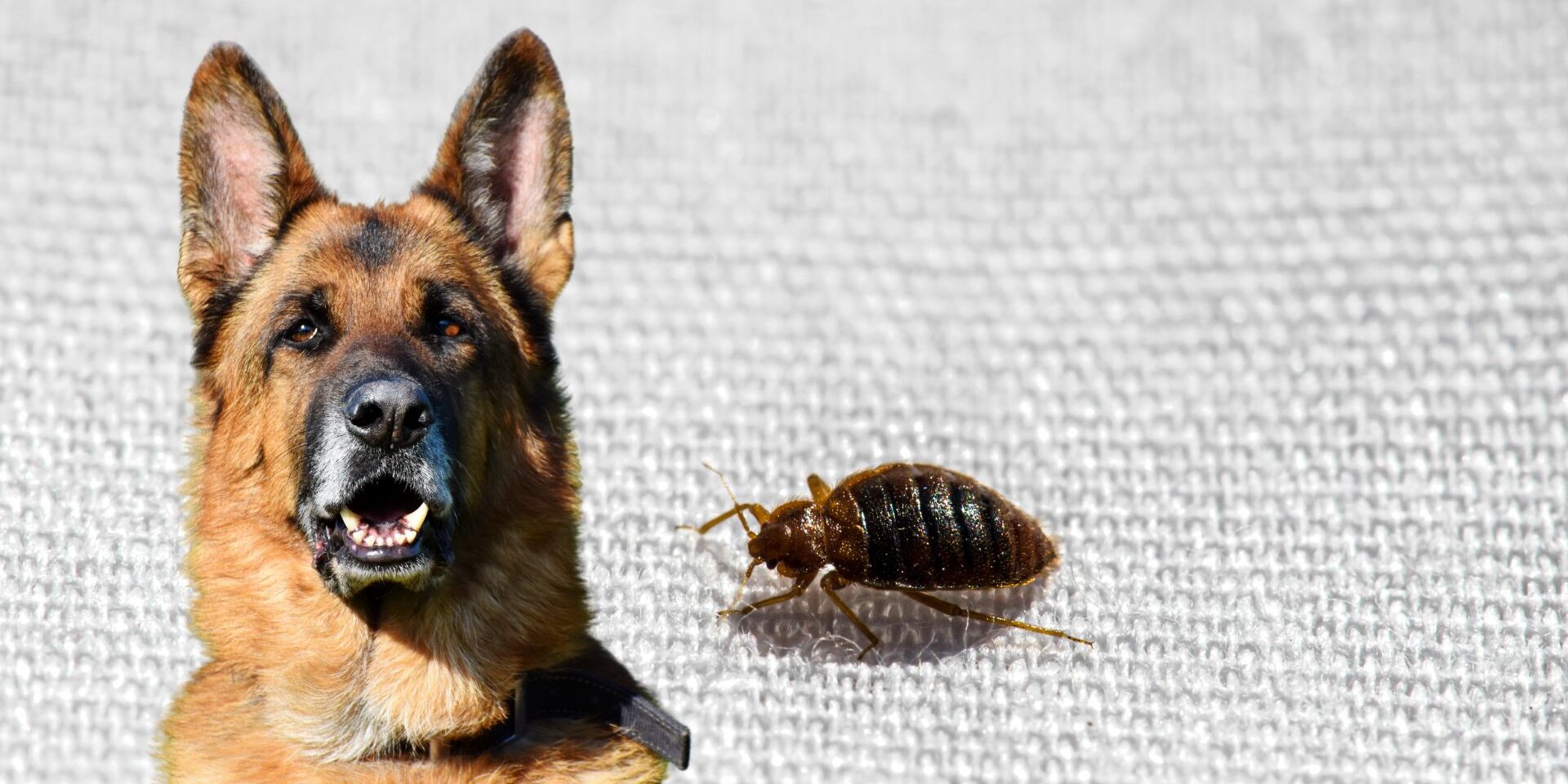 M2016-How-Effective-Are-Bed-Bug-Trained-Dogs-featured-64122a6769694