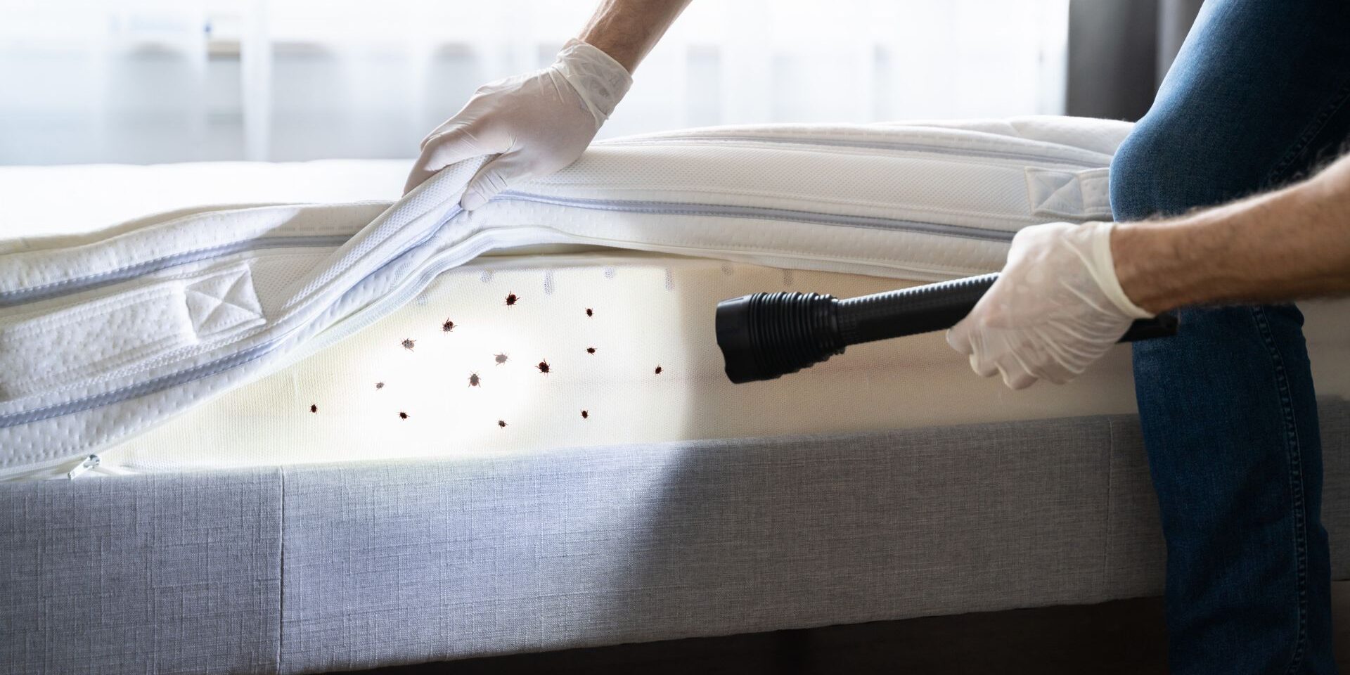 M2016-Northwest-K9-Bed-Bug-Detective-The-Top-Four-Signs-You-Might-Have-a-Bed-Bug-Infestation-featured-img-6467771d684a6