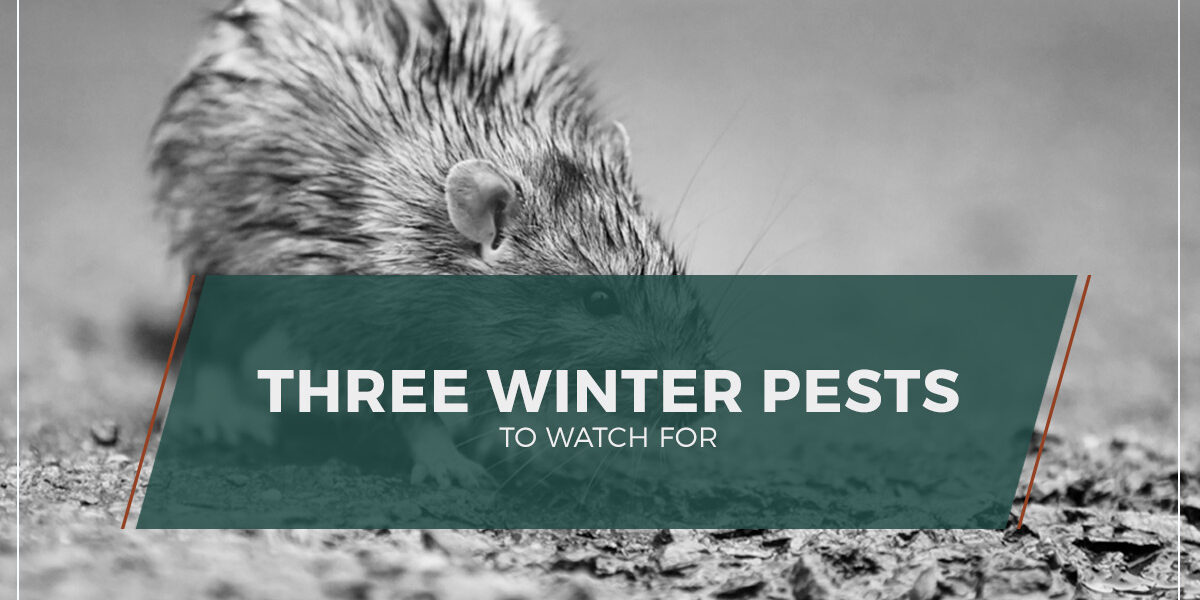 NWk9-Bug-Detective-Blog-BedBugs-WinterPests-5bffff3b9bc54