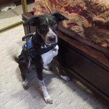 Bed Bug Sniffing Dogs