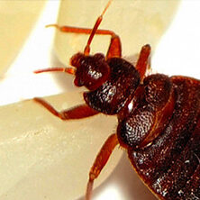 Bed Bug Inspection