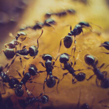 ants-222-5cb0fc14c439b