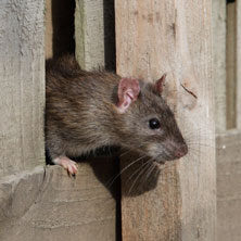 rat-cta-59e7c5c4e6a7c