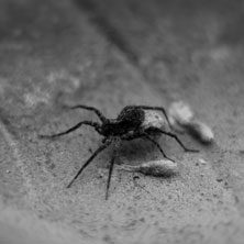 spider-cta-59e7cb068c93b