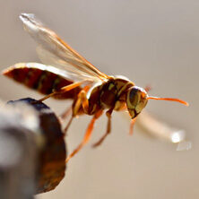 wasp-222-5cb0fb4ec991a