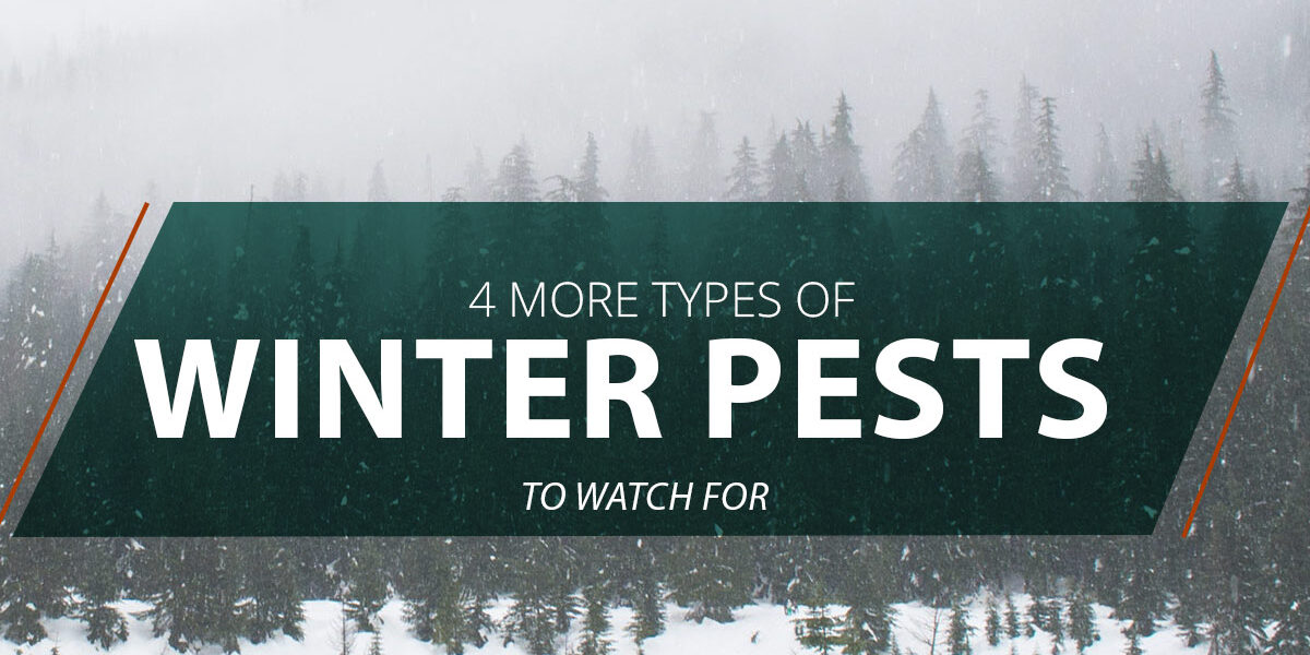winter-pests-5c2a615bce6e5